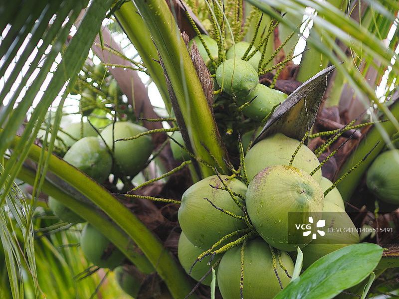 从下面看棕榈树，天空透过树枝，自然舒展的天花板，自然的底部图片素材