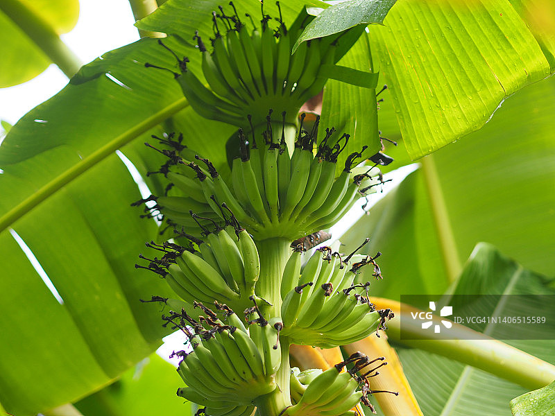 花园里的香蕉树图片素材