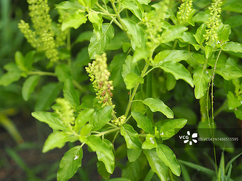 圣罗勒是一种直立的，叶子绿色蔬菜与花朵盛开在花园的自然背景图片素材