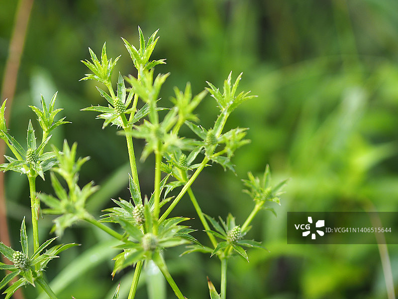 香芹伞形科刺芹叶绿花自然背景图片素材