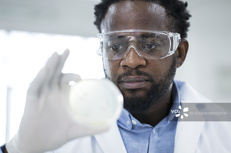 微生物学测试实验室：非裔美国科学家在微生物实验室检查培养皿中的微生物培养物图片素材