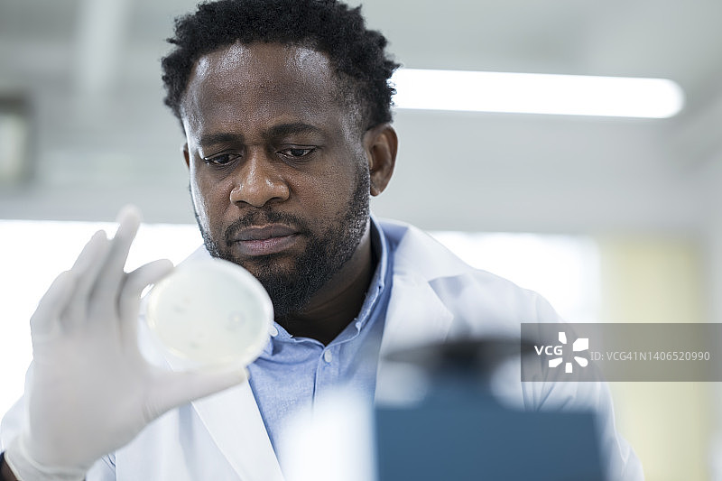 微生物检测实验室：非裔美国科学家在微生物实验室的培养皿上检查微生物培养物图片素材