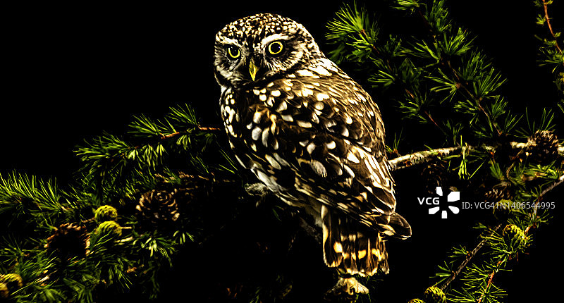 小猫头鹰图片素材