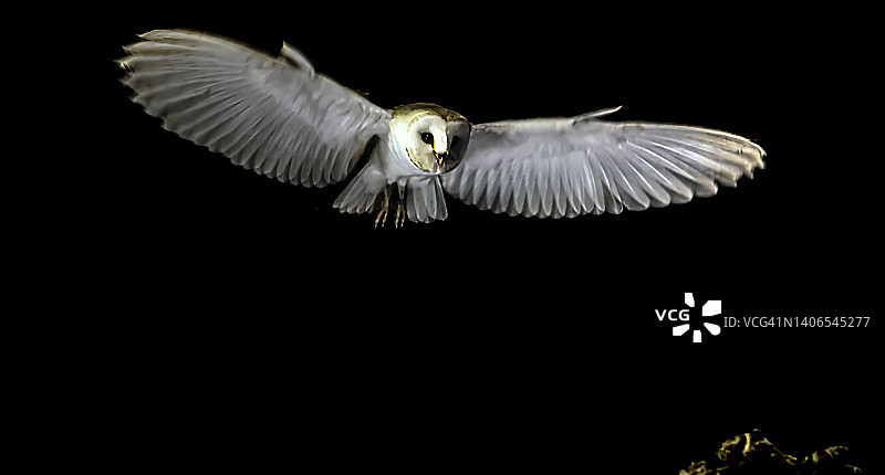 精品枭图片素材