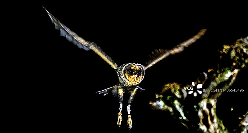 精品枭图片素材