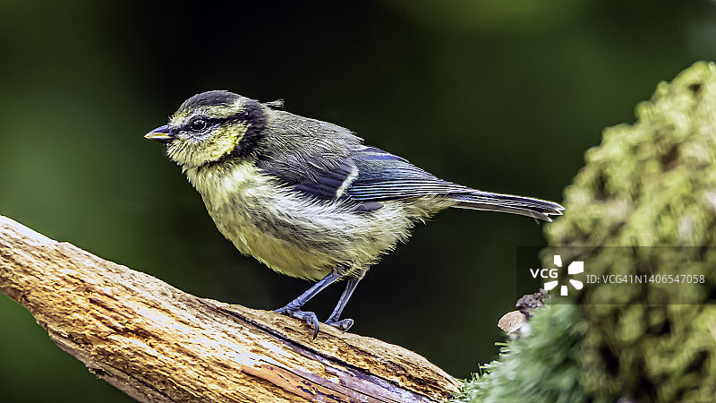 五子雀图片素材