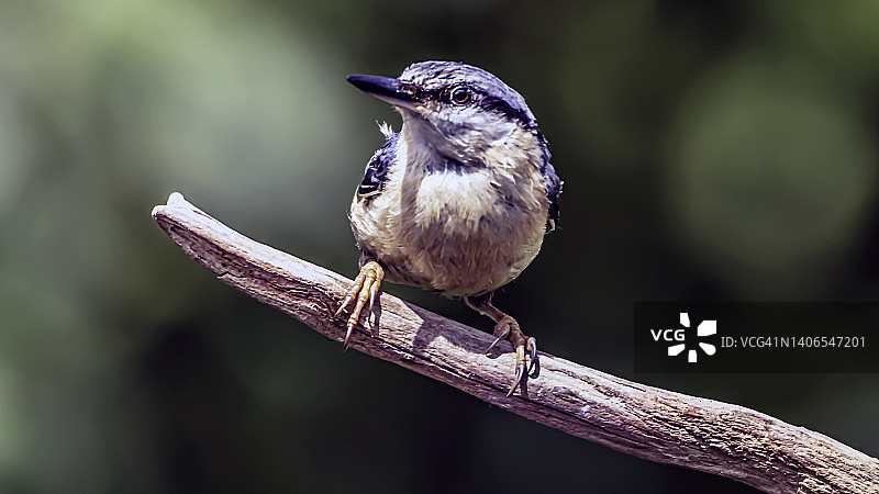 五子雀图片素材