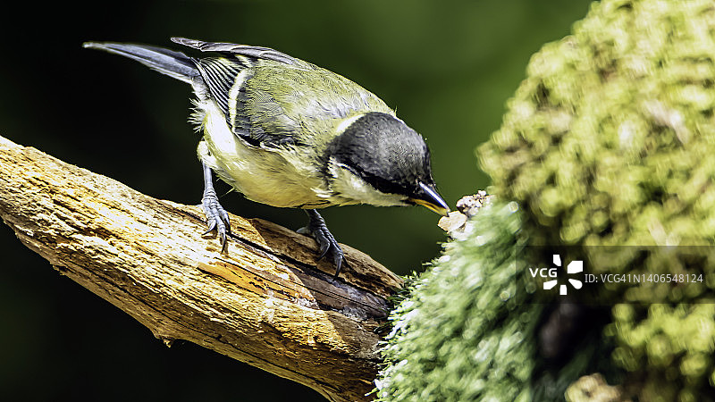 五子雀图片素材