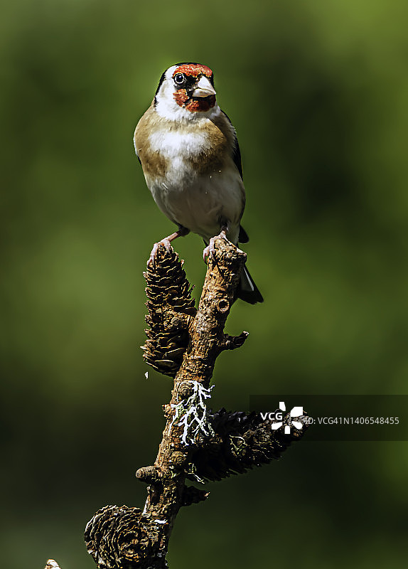 金翅雀图片素材
