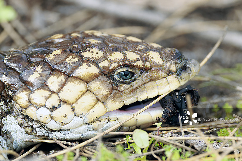 澳洲短尾蜥图片素材