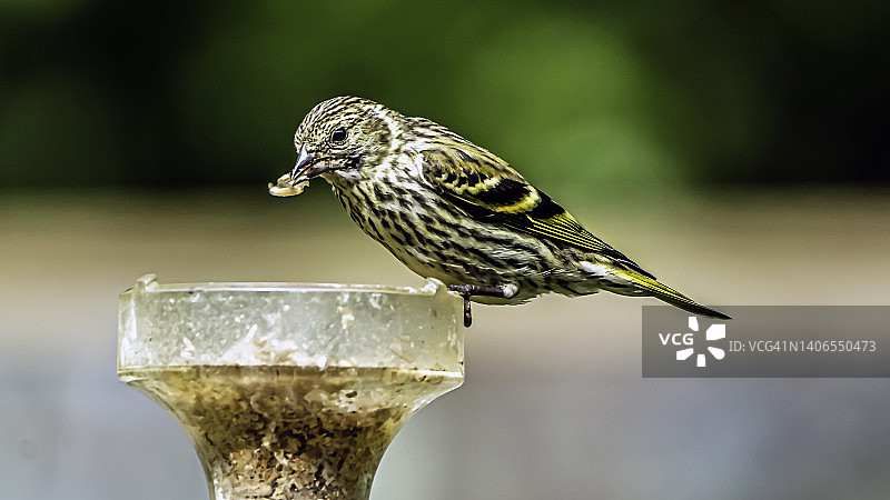 金翅雀图片素材