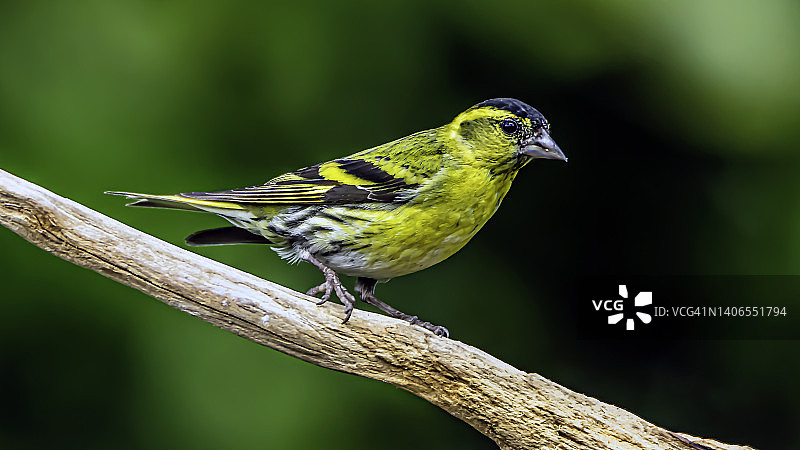 金翅雀图片素材