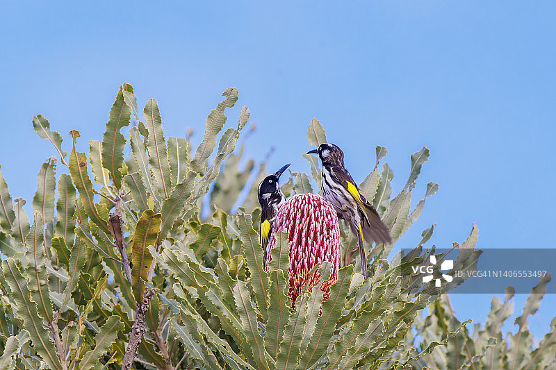 西澳大利亚岸花上的新荷兰吸蜜鸟图片素材