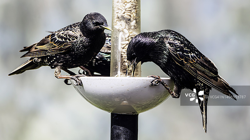 一群八哥图片素材