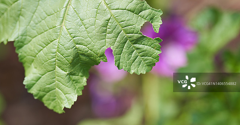 盛开的锦葵图片素材