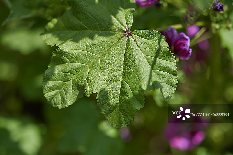 盛开的锦葵图片素材