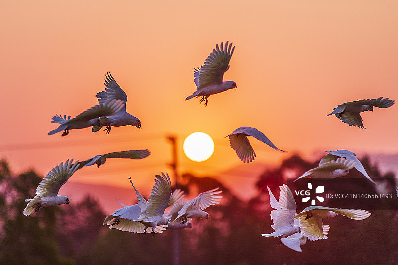 橙色夕阳下的澳洲葵花鹦鹉群图片素材