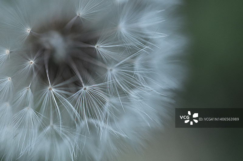 白色种子微距摄影图片素材