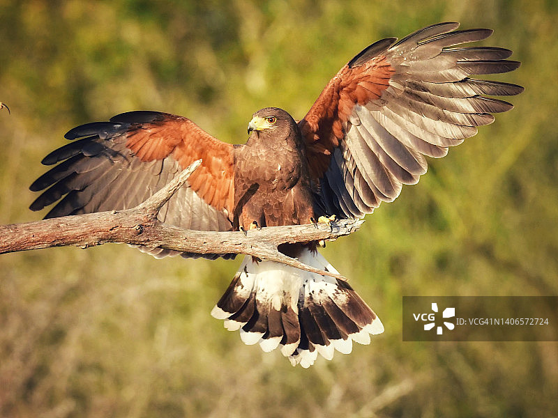 野生哈里斯鹰的翼展图片素材
