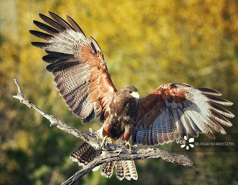 野生哈里斯鹰着陆时的翼展图片素材