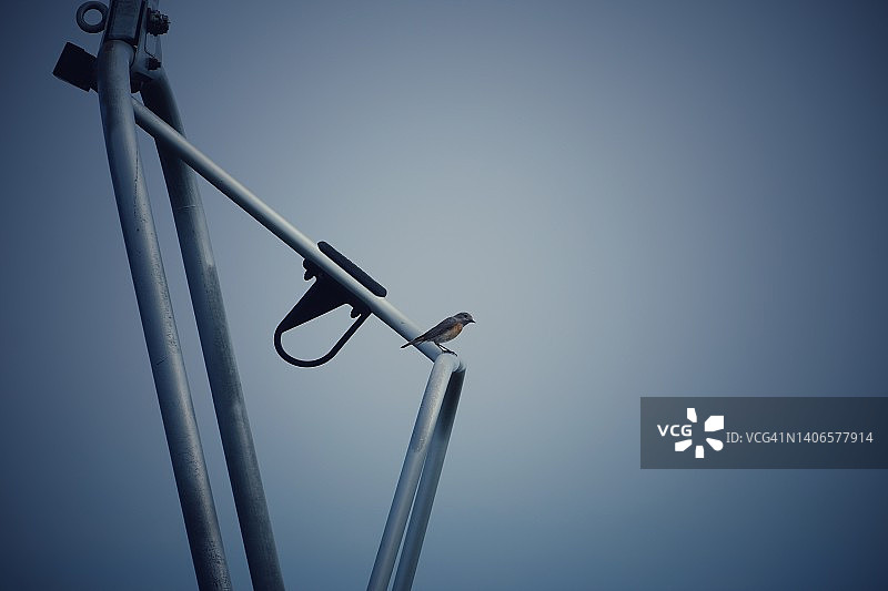 滑雪缆车上的小鸟图片素材