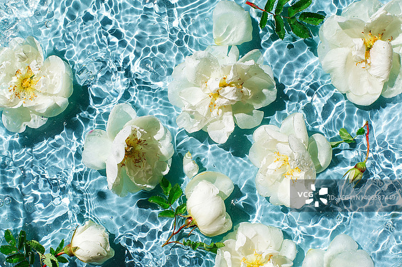 漂浮在蓝色水面上的白色花朵和花蕾，带有涟漪、水花和气泡。水疗和化妆品背景。夏季简约自然概念。图片素材