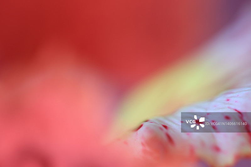 焦点位于第五片斑点花瓣上的单朵凤凰花图片素材