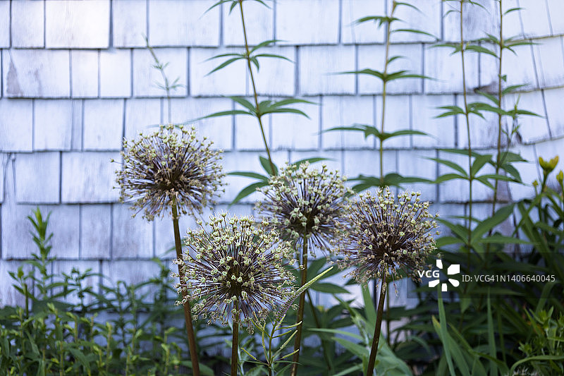 小木屋木瓦墙背景上的超大蓝盆花图片素材