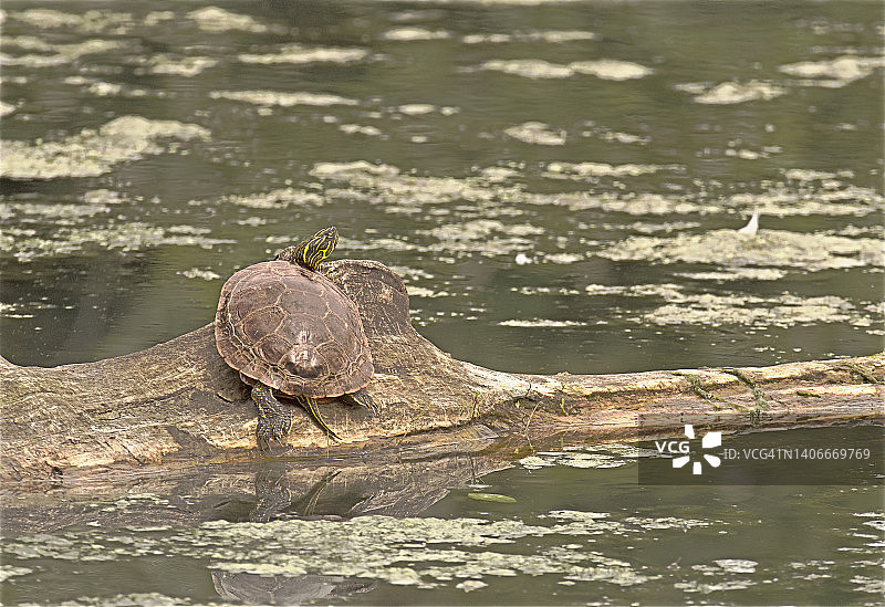 西部彩龟图片素材