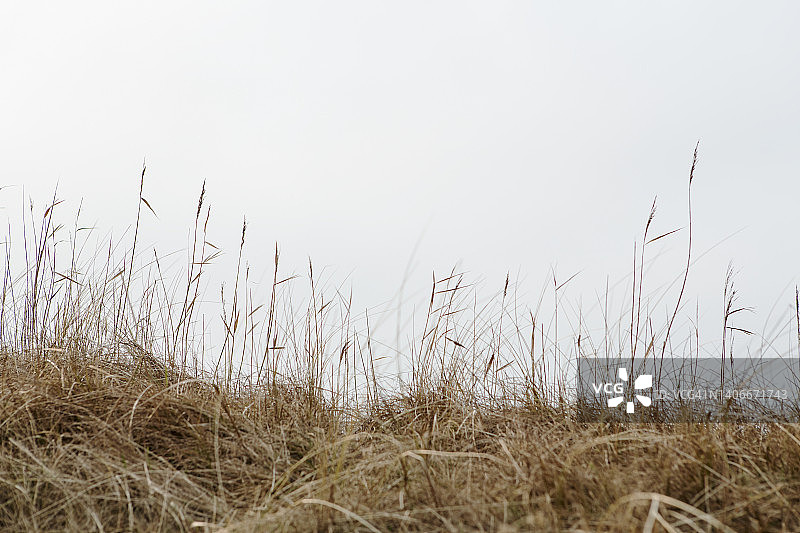雾天海滩边的秋草图片素材