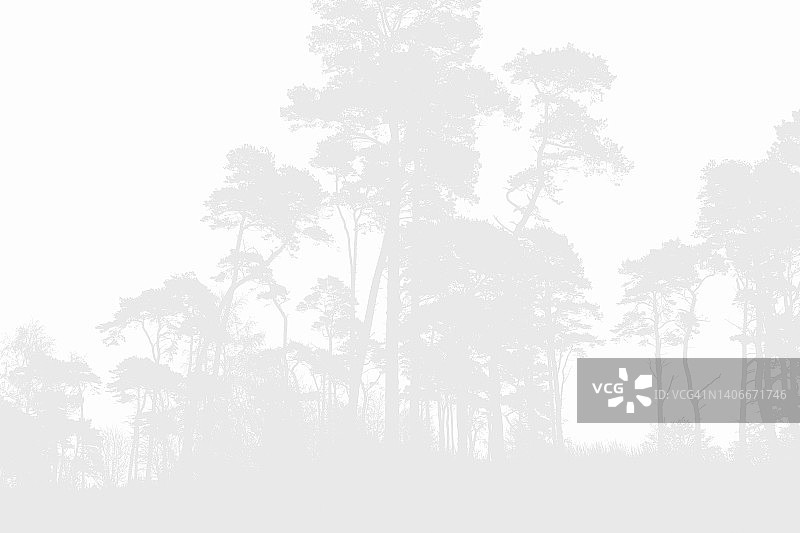 雾天海滩树木剪影图片素材