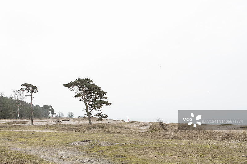 雾天海滩边的松树图片素材