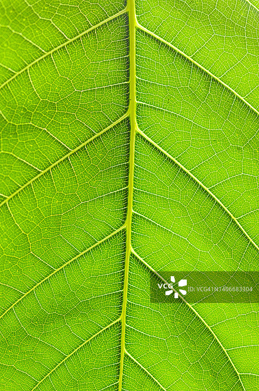 绿叶细节特写图片素材