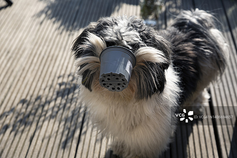 淘气的黑白长毛犬咬着塑料花盆遮住脸图片素材