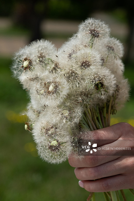 阳光明媚，女子手捧春花，少女手持白色蒲公英花束图片素材