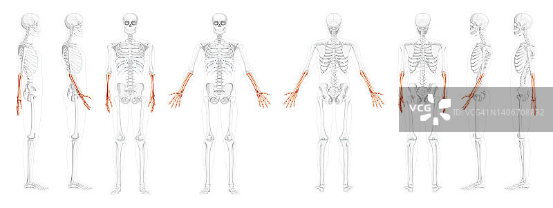 人体前臂骨骼解剖结构矢量图（含透明骨骼，正反面视图）图片素材