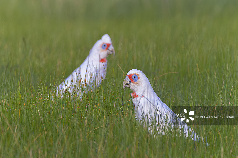 草地上两只长嘴凤头鹦鹉图片素材