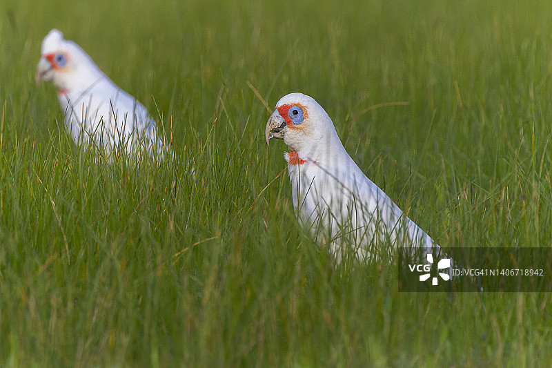 草地上两只长嘴凤头鹦鹉图片素材