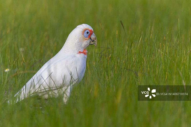 草地上的长嘴凤头鹦鹉图片素材