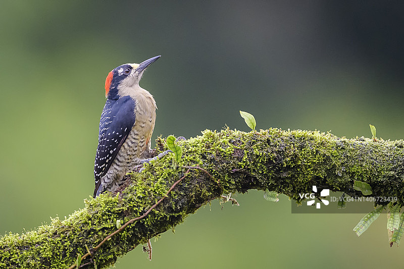 黑颊啄木鸟图片素材