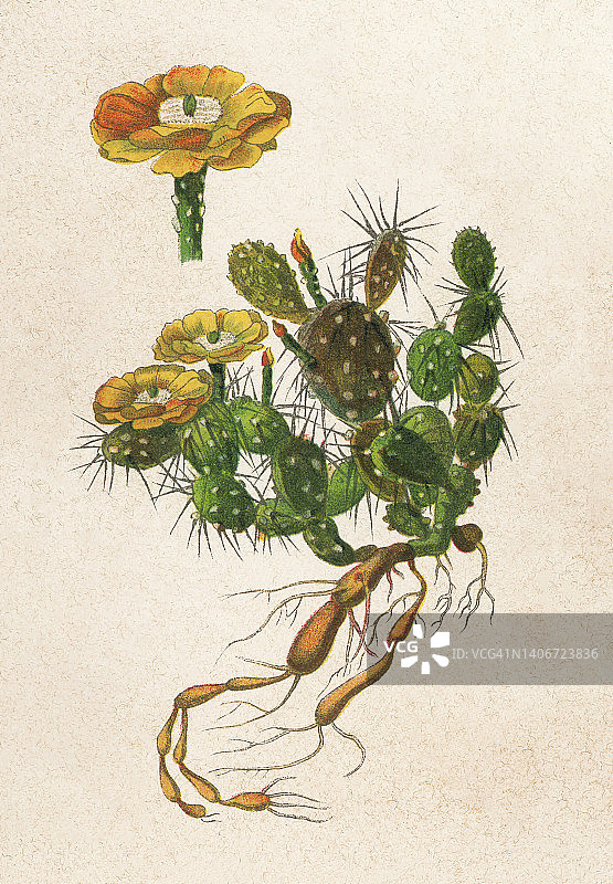 老式彩色石印插图：仙人掌 - 平原仙人掌，草原仙人掌或西部仙人掌（Opuntia macrorhiza或Opuntia filipendula）图片素材