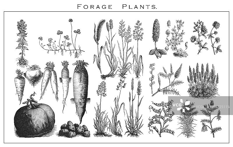 饲料植物古版画植物学插图图片素材