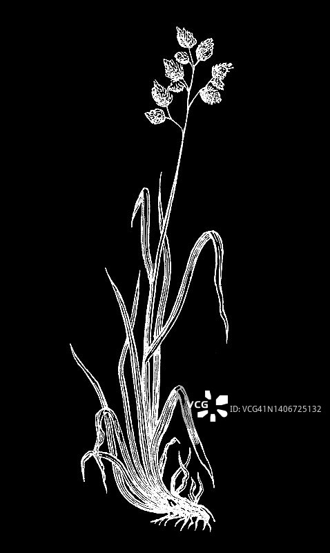 老式彩色石印植物插图：鸭茅图片素材