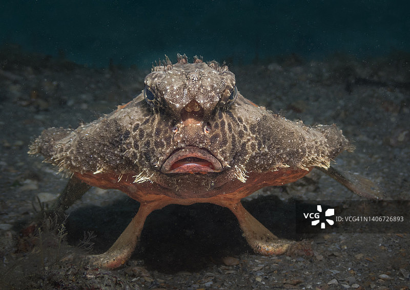 波点蝙蝠鱼图片素材