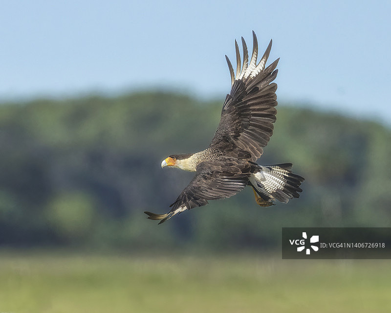 冠叫隼飞翔图片素材