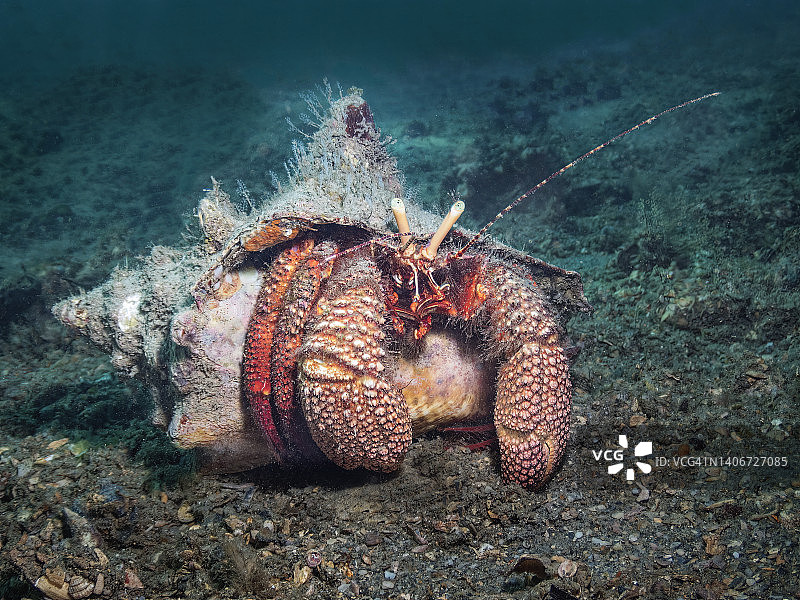 大型寄居蟹图片素材