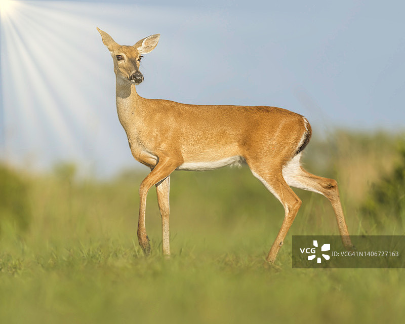 沐浴在阳光下的白尾雌鹿图片素材