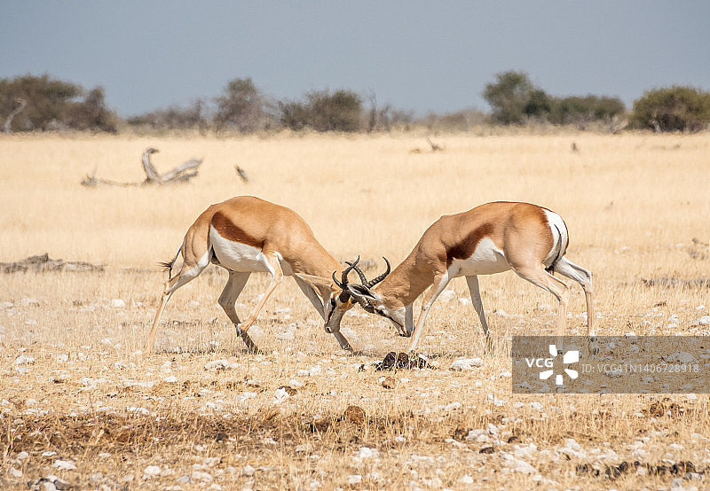 纳米比亚埃托沙国家公园的跳羚图片素材