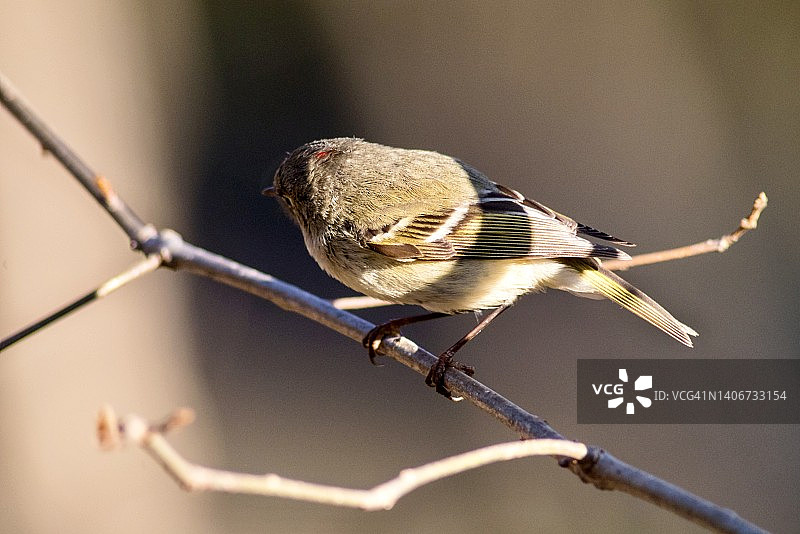 戴菊的红宝石王冠的后视图特写图片素材