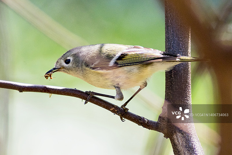 红宝石冠小金雀吃飞蚁的特写图片素材